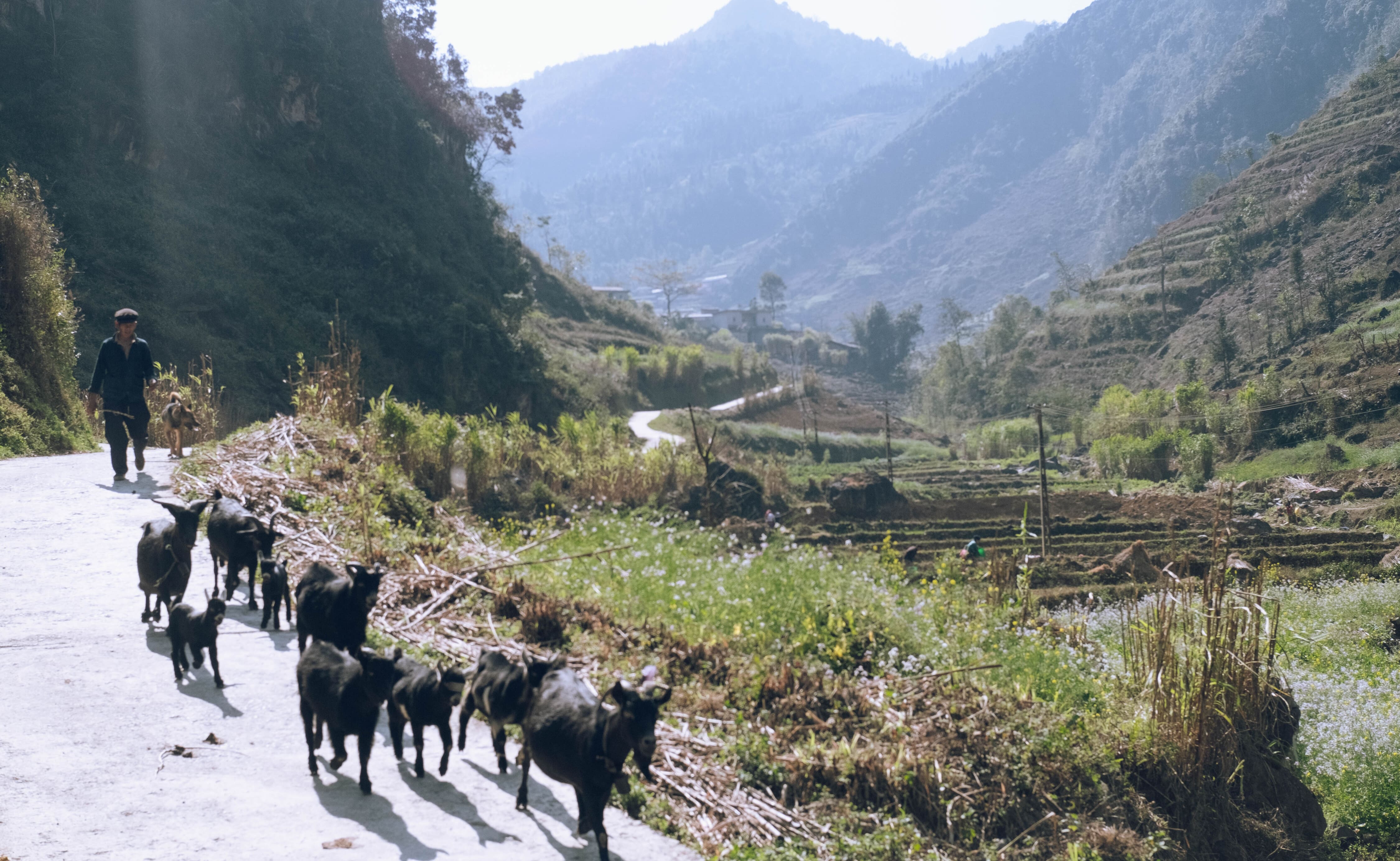 Ha Giang Scenery 9