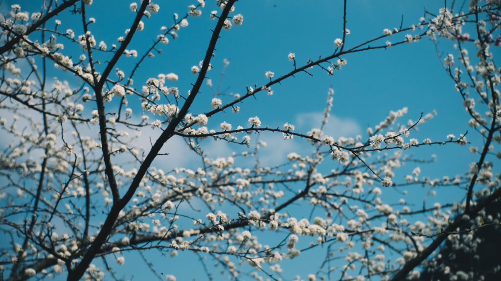 Plum blossoms in bloom in Ha Giang Spring