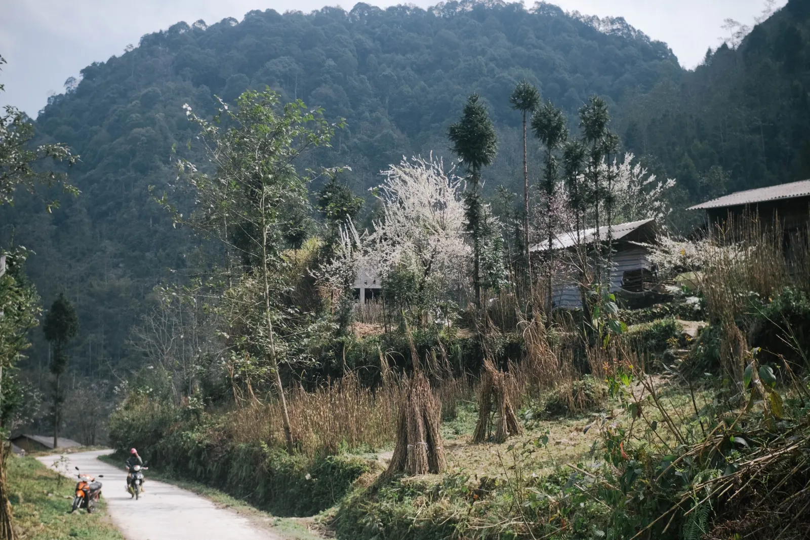 Mùa hoa