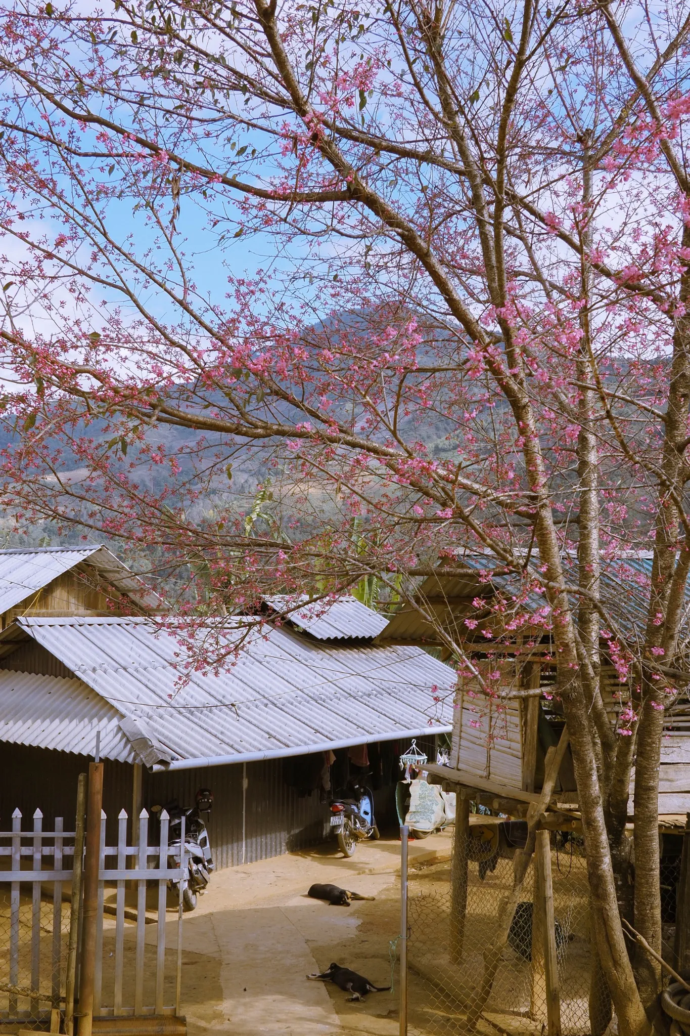 Mu Cang Chai photo 2