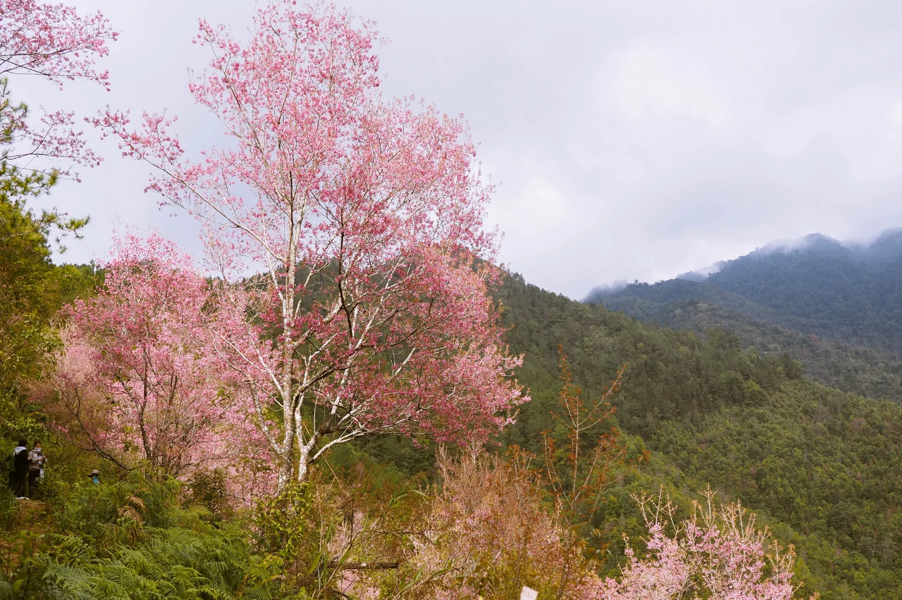 Tớ Dày flower season