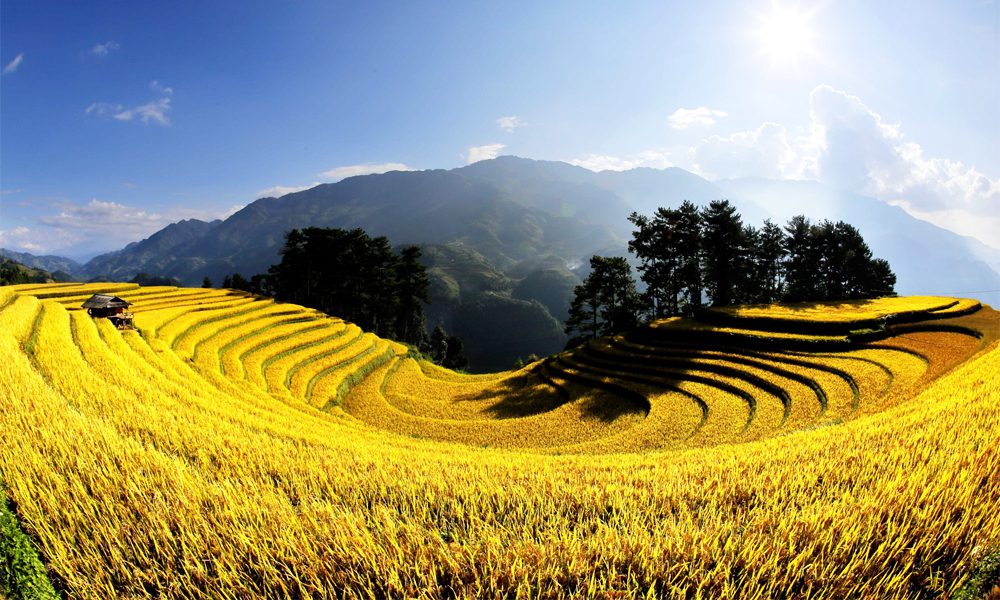 Golden ripe rice season